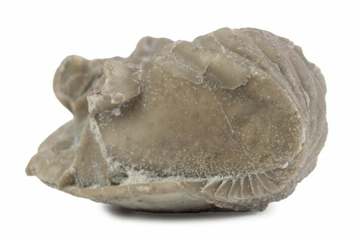 Bargain, Enrolled Asaphus Trilobite - Russia #363254